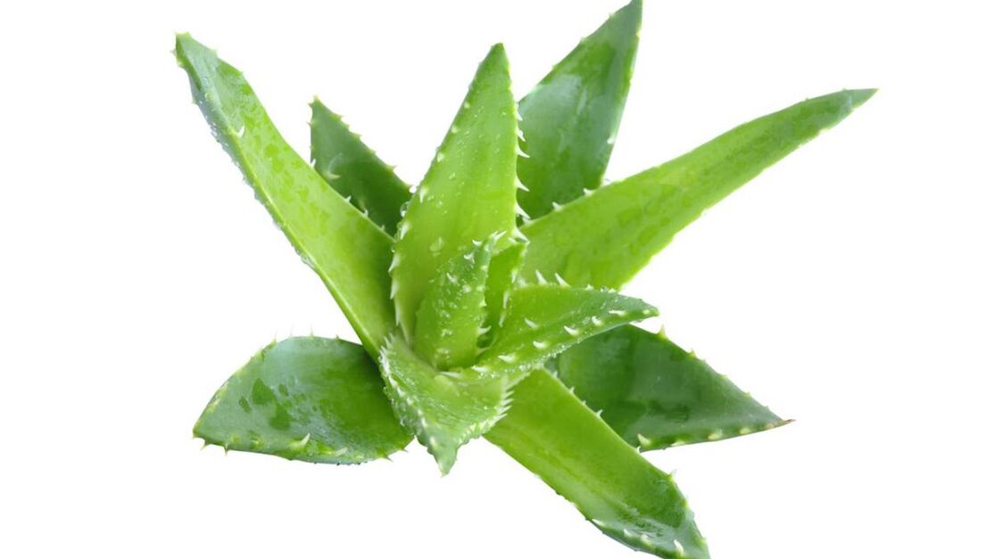 Aloe an Crème Proctonic