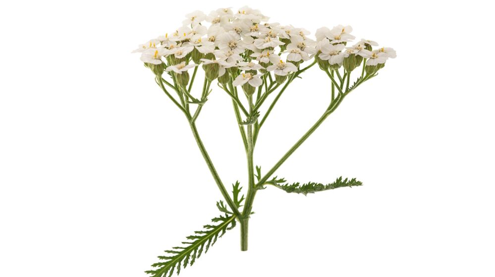 Yarrow als Deel vun Proctonic